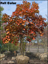 Northern Red Oak